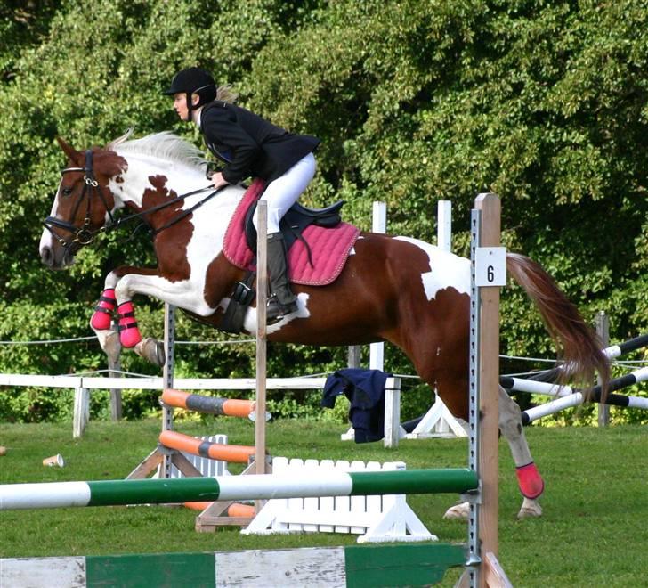 Pinto Shakira - Shakira´s første udendørs stævne. Foto: Joan Kvolbæk billede 7