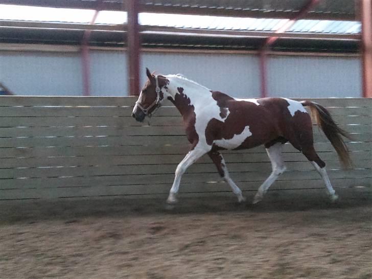 Pinto Shakira - løs i ridehus billede 8