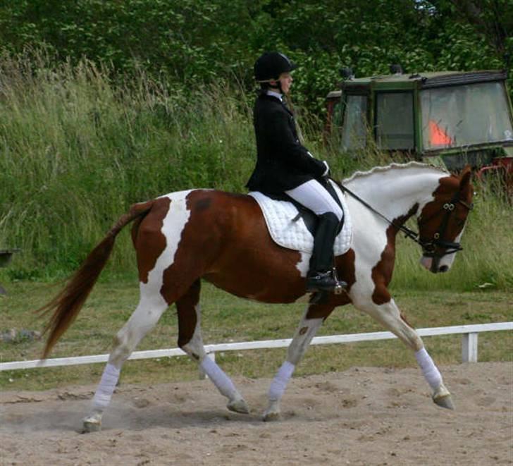 Pinto Shakira - Stævne 21/6-08 Foto: Joan Kvolbæk billede 9