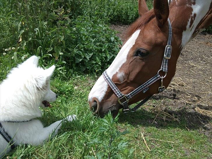 Pinto Shakira - Shakira og min hvalp Ayla <3 billede 10