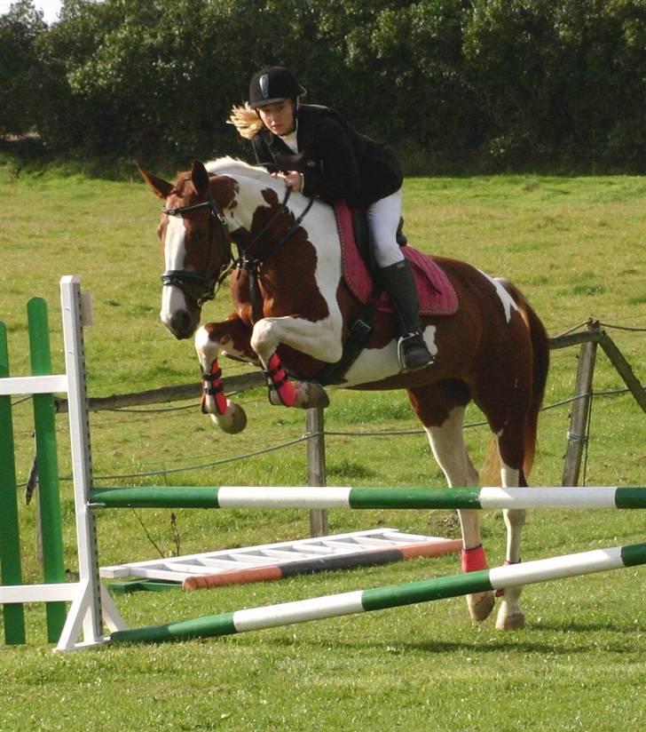 Pinto Shakira - Springstævne. Foto: Joan Kvolbæk billede 11