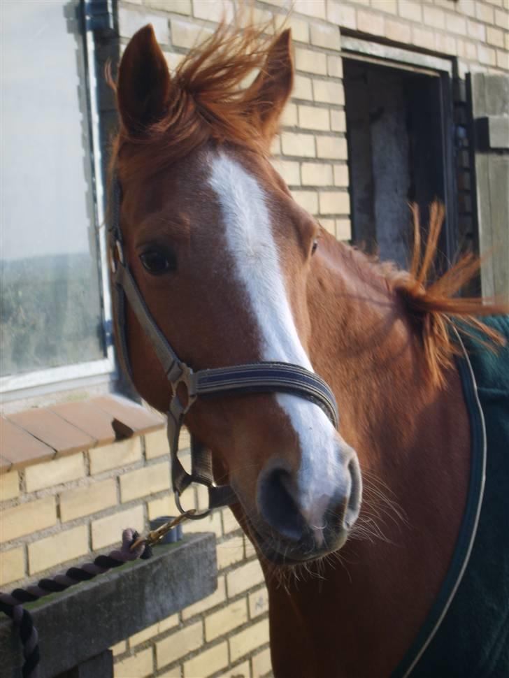 Tysk Sportspony Vanja 2 - Vanjas dejlige hoved...  <3 billede 7