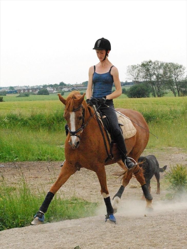 Tysk Sportspony Vanja 2 - Smuksakken, juli 2010 billede 8