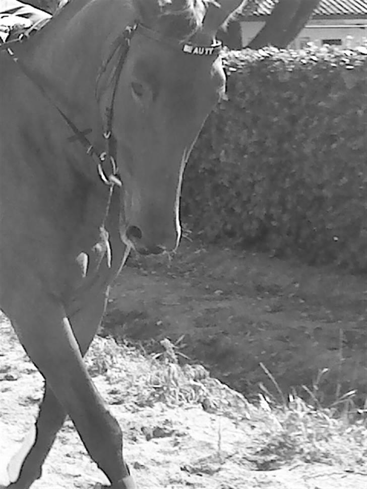 Oldenborg Beauty  billede 14