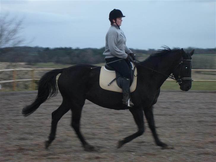 Dansk Varmblod Bomgaardens Black Pearl *SOLGT* - undervisning d 9/3 2009 billede 15