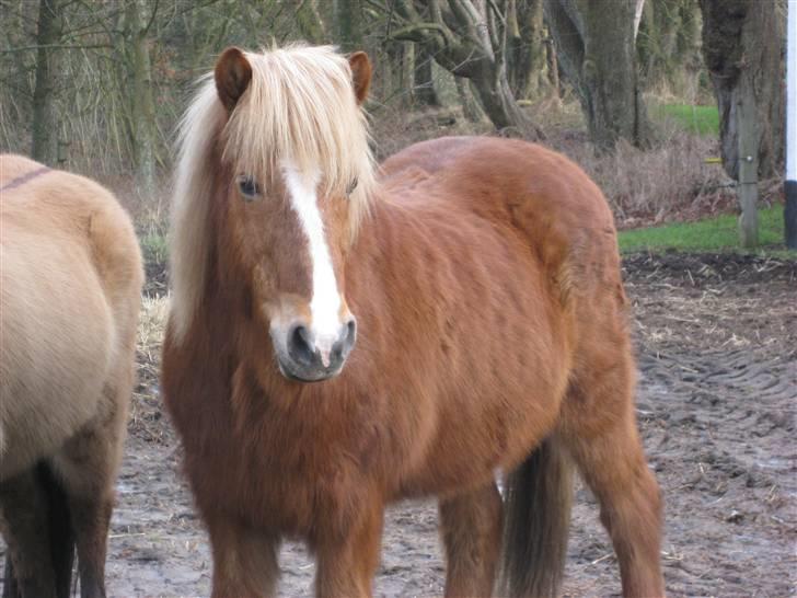 Islænder Blesi billede 4