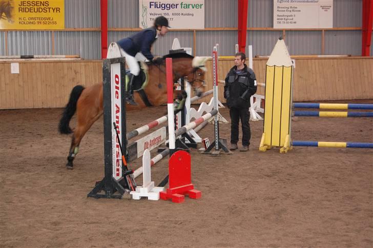 Anden særlig race Miss Flying Daisy - La Egtved rideklub. <33 billede 16