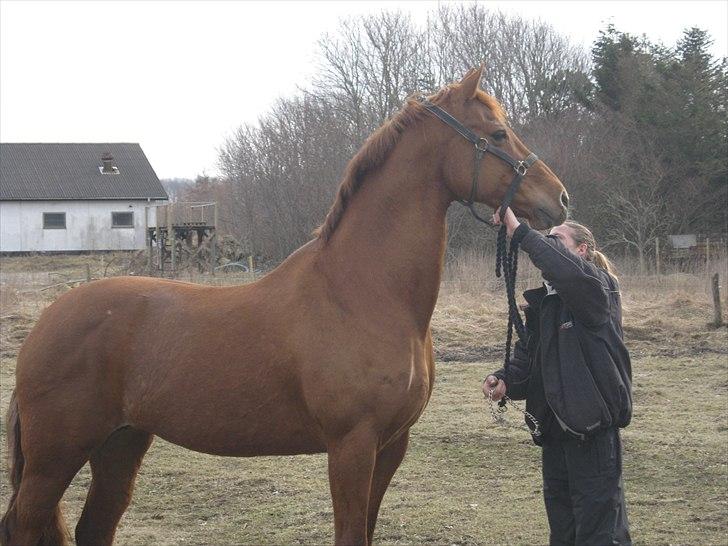 Dansk Varmblod Clarissa <SÅ ER DER NYT> - 31 mar 2011 billede 19