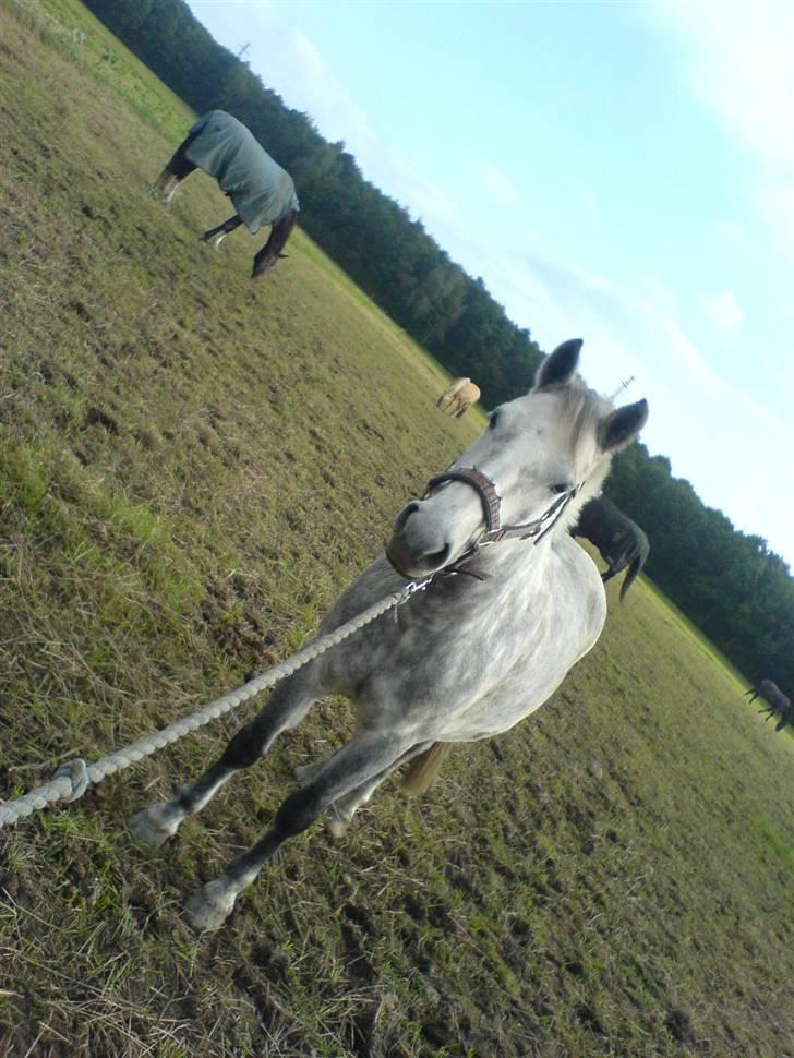 Anden særlig race Rositta. Solgt 2008, aflivet 2011 :-( - gammelt billede. billede 13