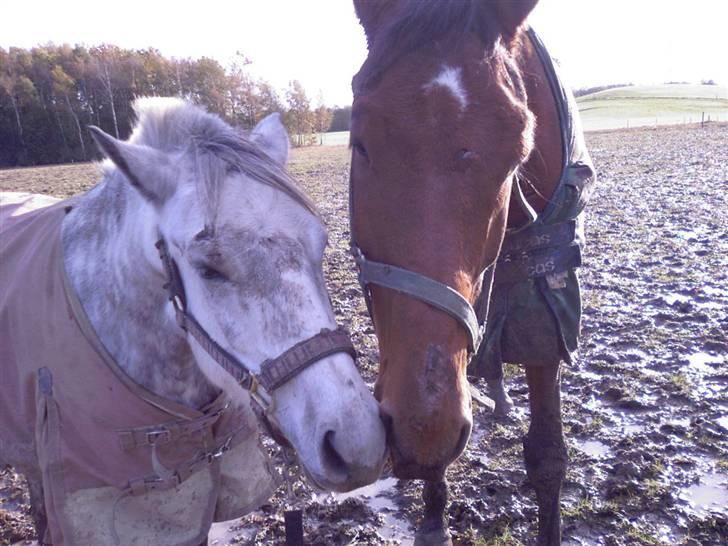 Anden særlig race Rositta. Solgt 2008, aflivet 2011 :-( - cuttiepies. billede 15