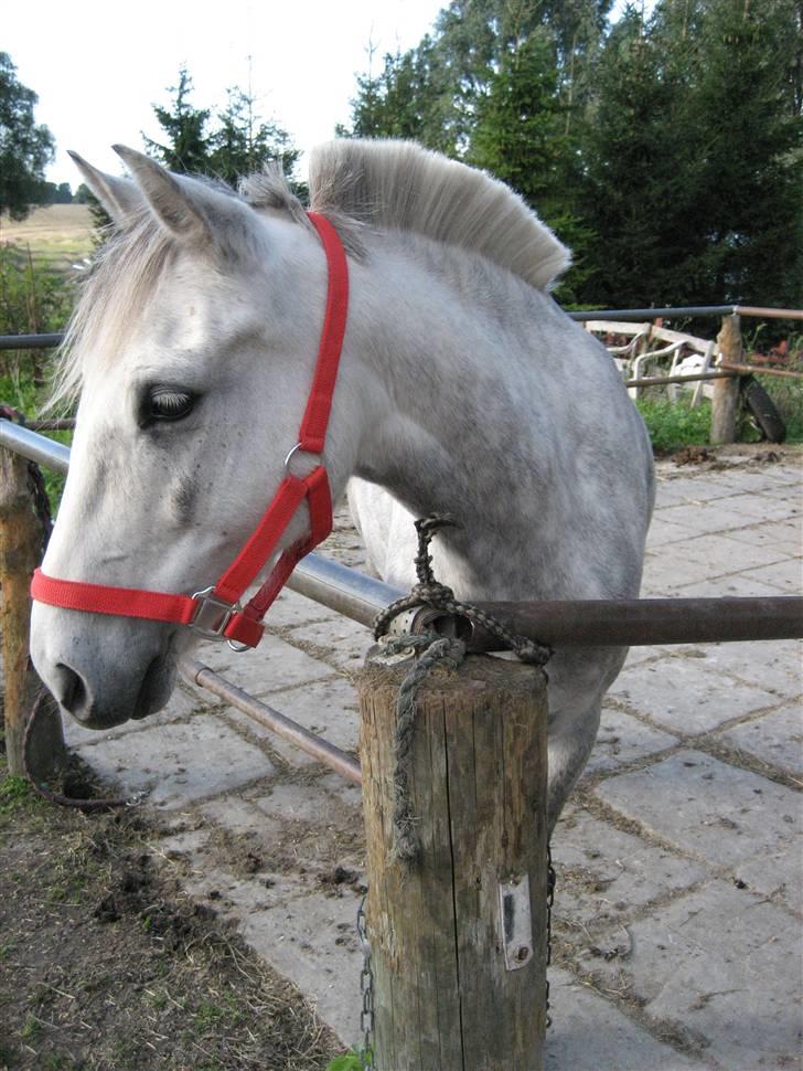 Anden særlig race Rositta. Solgt 2008, aflivet 2011 :-( - .. billede 16