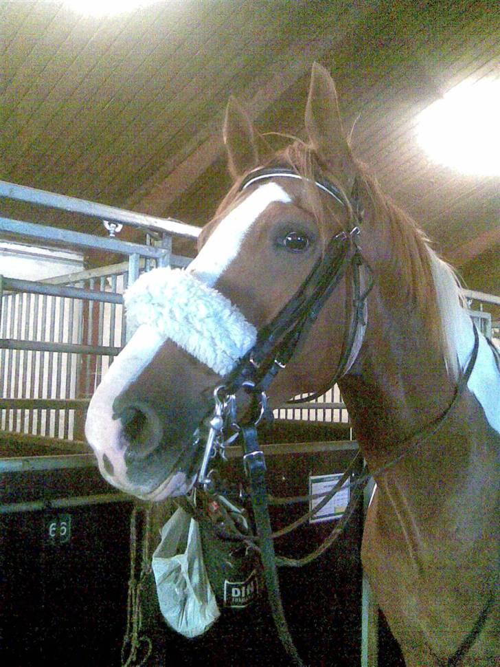 Pinto Gottenborgs Lucky billede 1