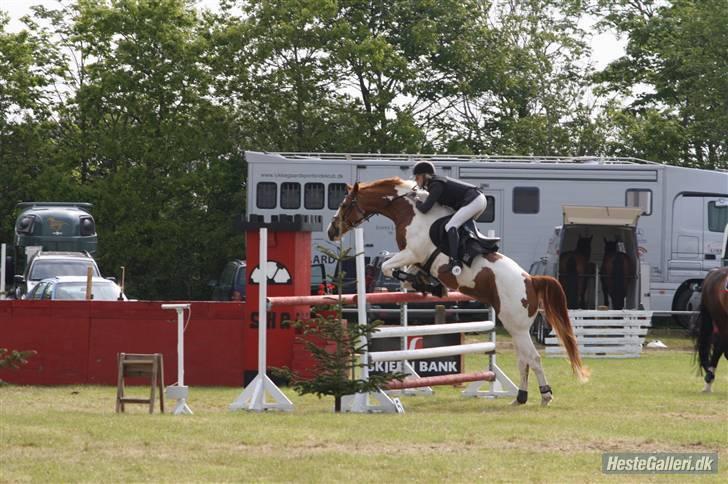 Pinto Gottenborgs Lucky billede 2