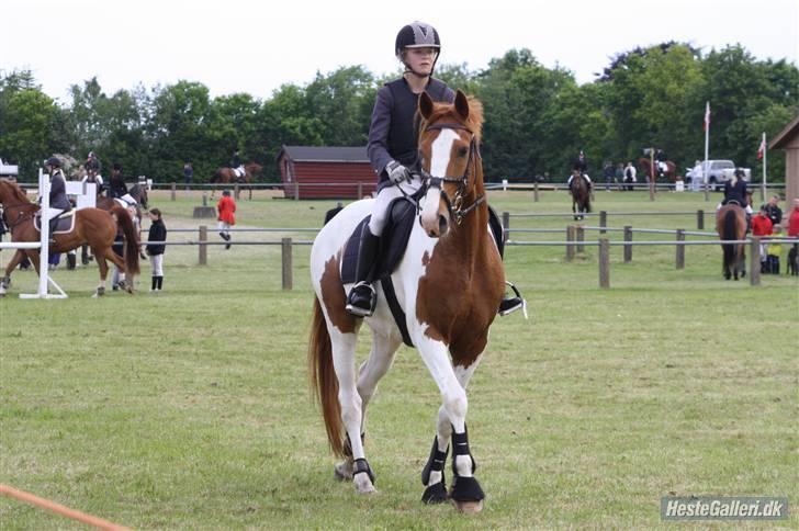 Pinto Gottenborgs Lucky billede 3