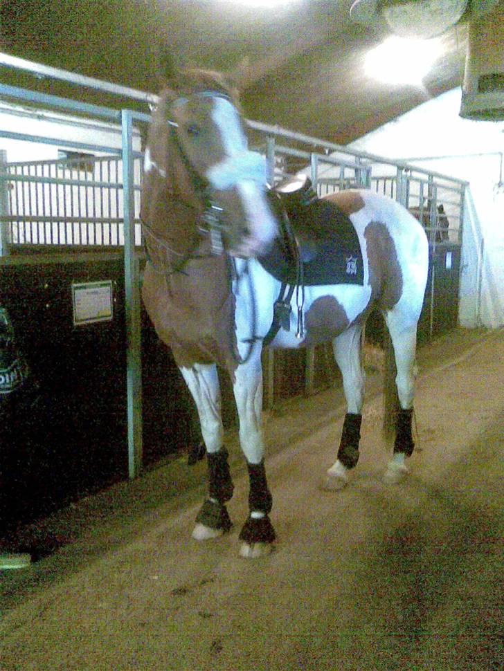 Pinto Gottenborgs Lucky billede 4