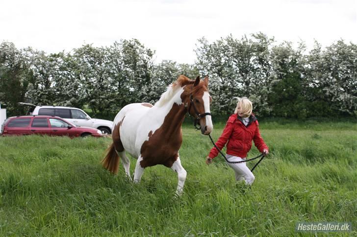 Pinto Gottenborgs Lucky billede 5