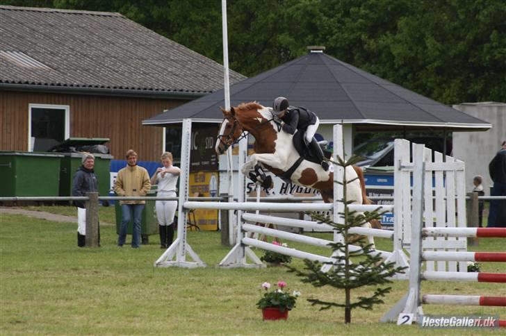 Pinto Gottenborgs Lucky billede 6