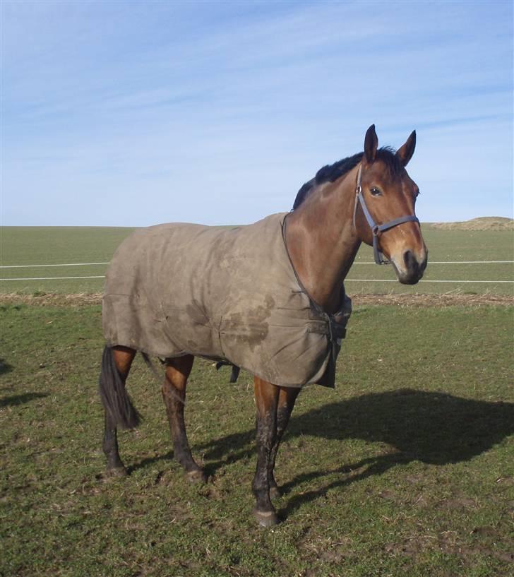 Dansk Varmblod Lillight  *R.I.P* - Velkommen til den smukkes profil :)                                                                              billede 1