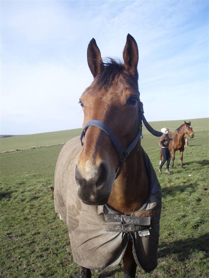 Dansk Varmblod Lillight  *R.I.P* - lillight´s smukke hovede  billede 2