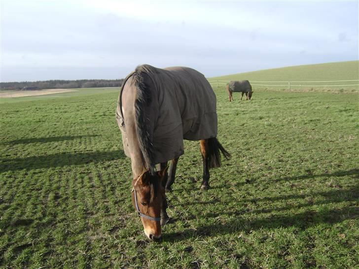 Dansk Varmblod Lillight  *R.I.P* - mums det er godt med noget gras billede 3