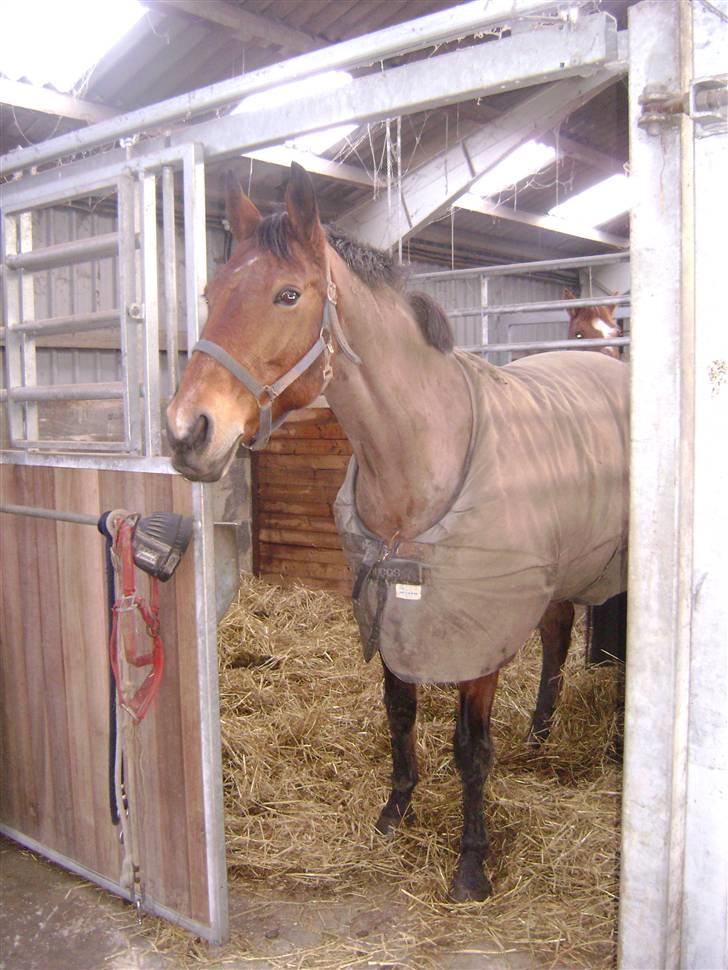 Dansk Varmblod Lillight  *R.I.P* - lillight i boksen.. billede 4