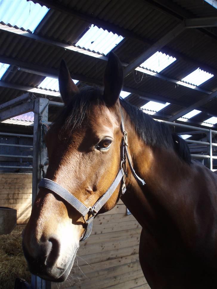 Dansk Varmblod Lillight  *R.I.P* billede 5