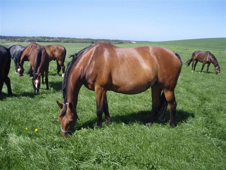 Dansk Varmblod Lillight  *R.I.P* - lillights føl tykke mave:D billede 6