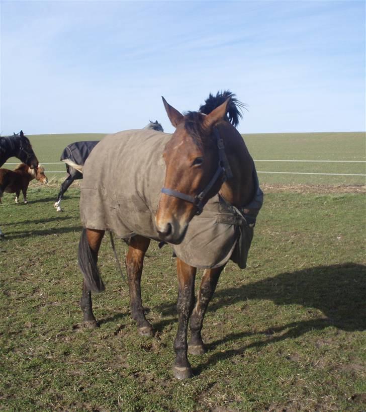 Dansk Varmblod Lillight  *R.I.P* billede 7