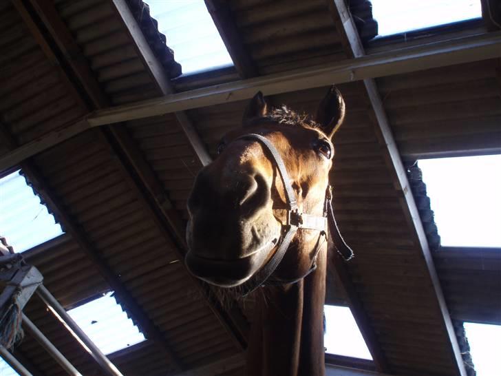 Dansk Varmblod Lillight  *R.I.P* - hejsa :D billede 8