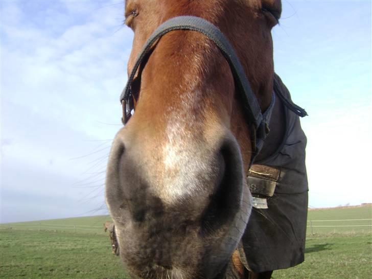 Dansk Varmblod Lillight  *R.I.P* - nogen gange tager jeg lidt underlige billeder  billede 9