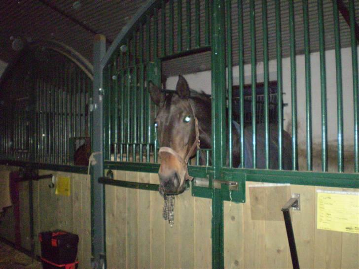 Oldenborg Lotte(solgt); billede 8