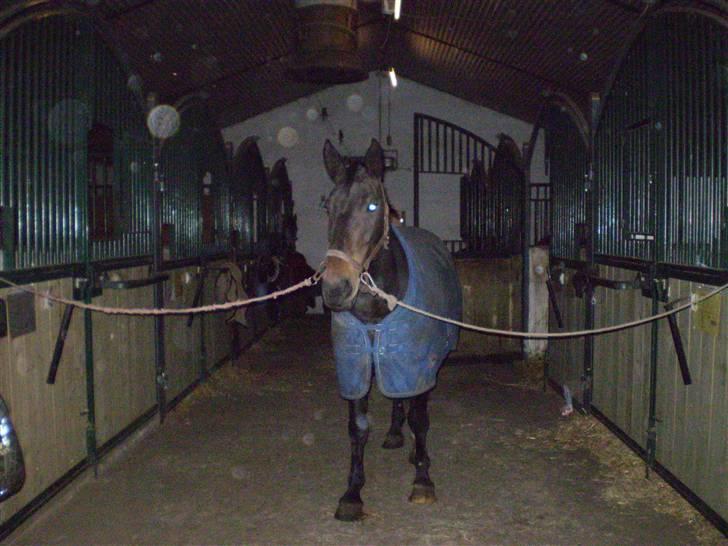 Oldenborg Lotte(solgt); billede 9