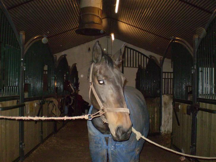 Oldenborg Lotte(solgt); billede 10