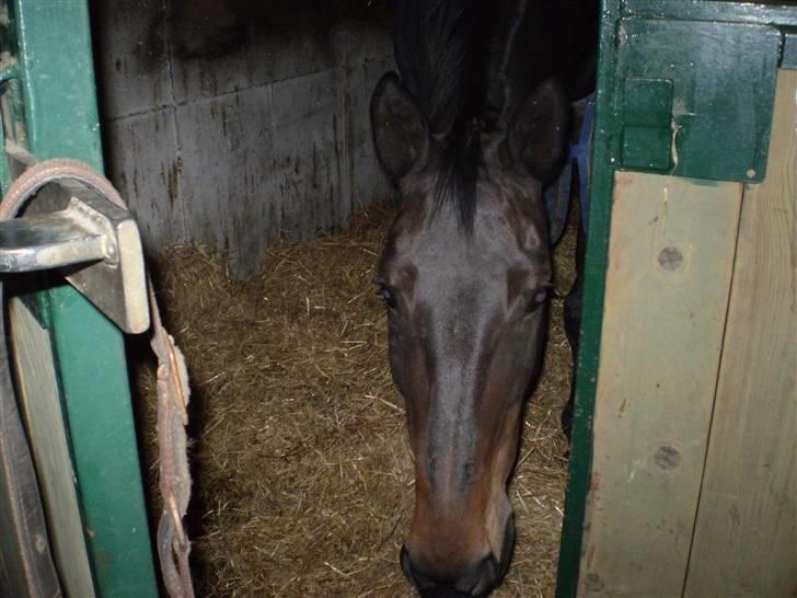 Oldenborg Lotte(solgt); billede 11