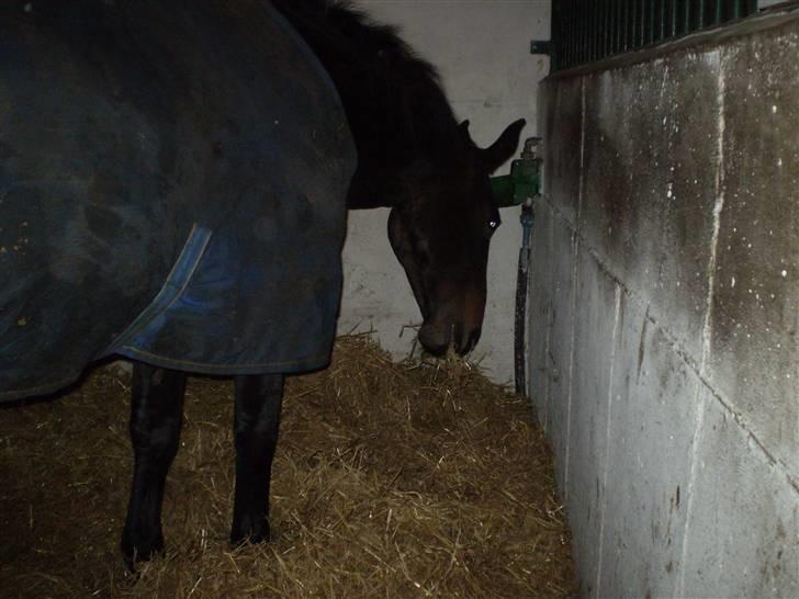 Oldenborg Lotte(solgt); billede 12