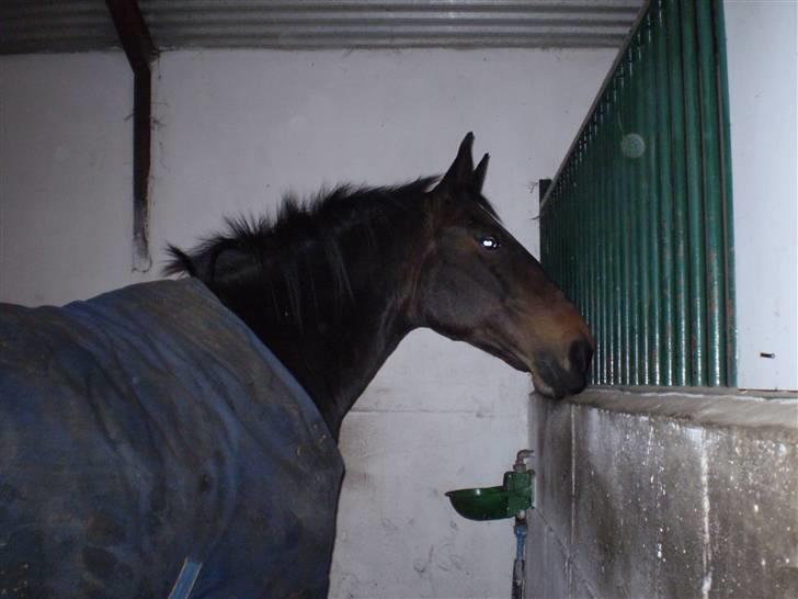 Oldenborg Lotte(solgt); billede 13