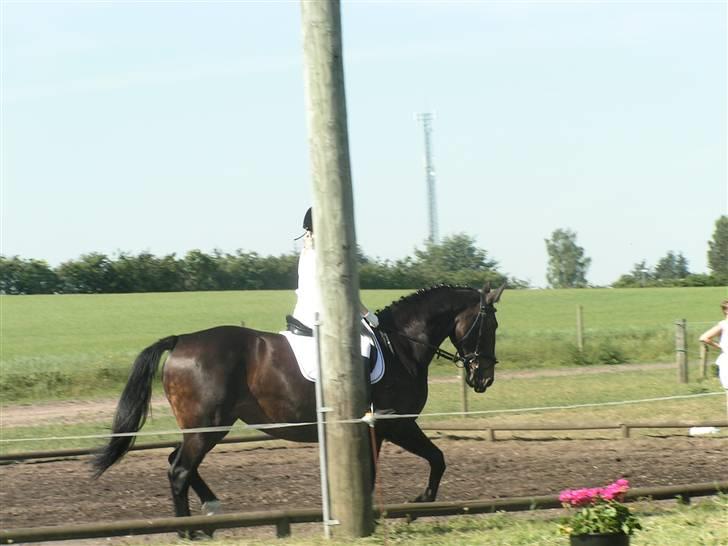 Oldenborg Lotte(solgt); billede 14