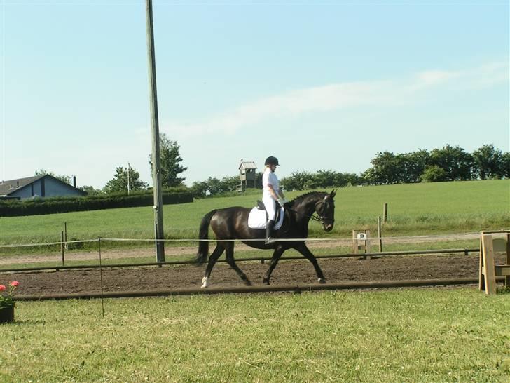 Oldenborg Lotte(solgt); billede 15