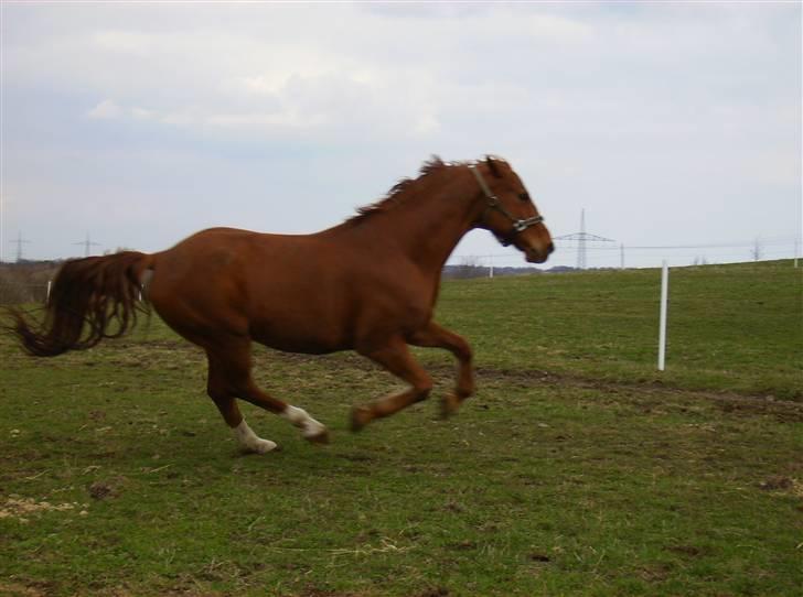 Dansk Varmblod Casandro billede 19
