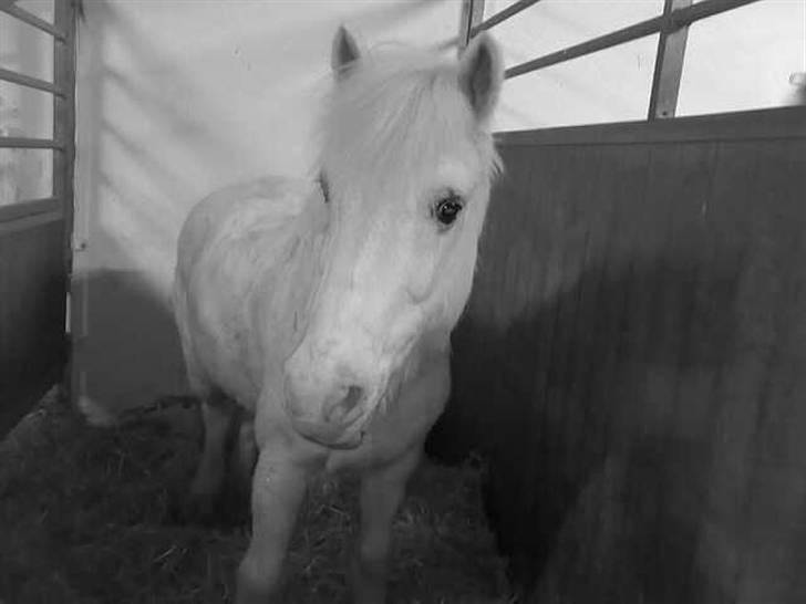 Anden særlig race Kvik <3 Gl. part  - kvik <3            [fotograf: mig :) ] billede 3