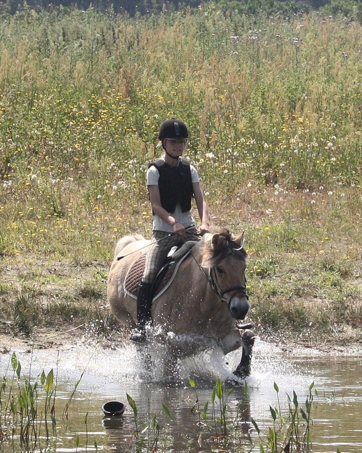 Fjordhest Risdals Frans R.I.P - igennem vandet :D billede 3