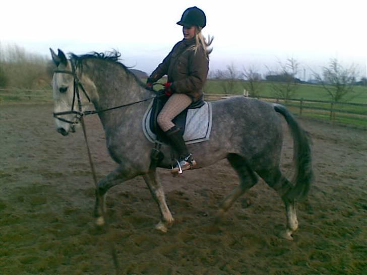 Lipizzaner Farvory Figuras - Dressur d. 4 feb 08. han var bar for sej billede 16