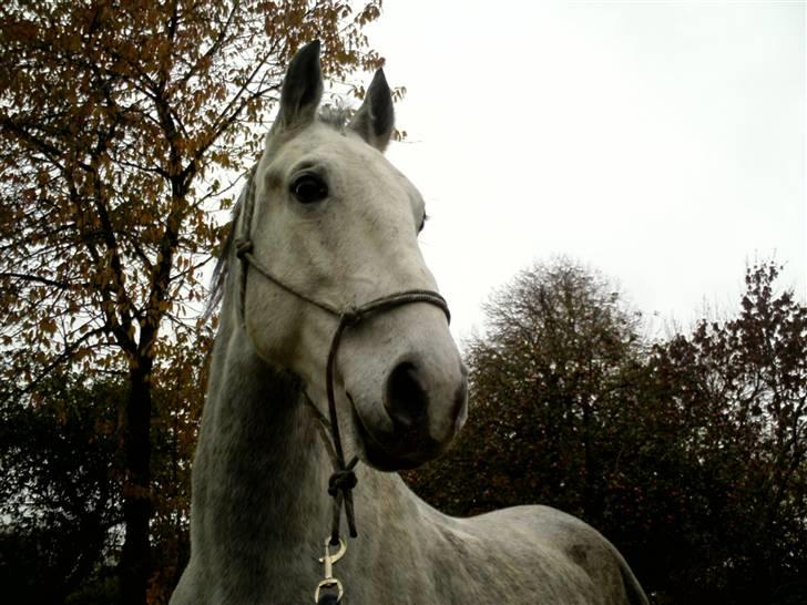 Lipizzaner Farvory Figuras - <3 billede 18