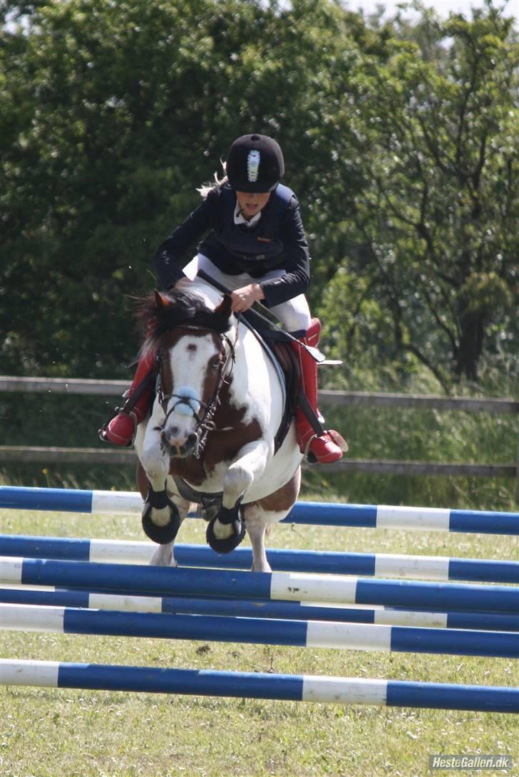 Anden særlig race MR. Blue SOLGT - Taget af :Katrine weksel i Løgstrup juni 2009 billede 13