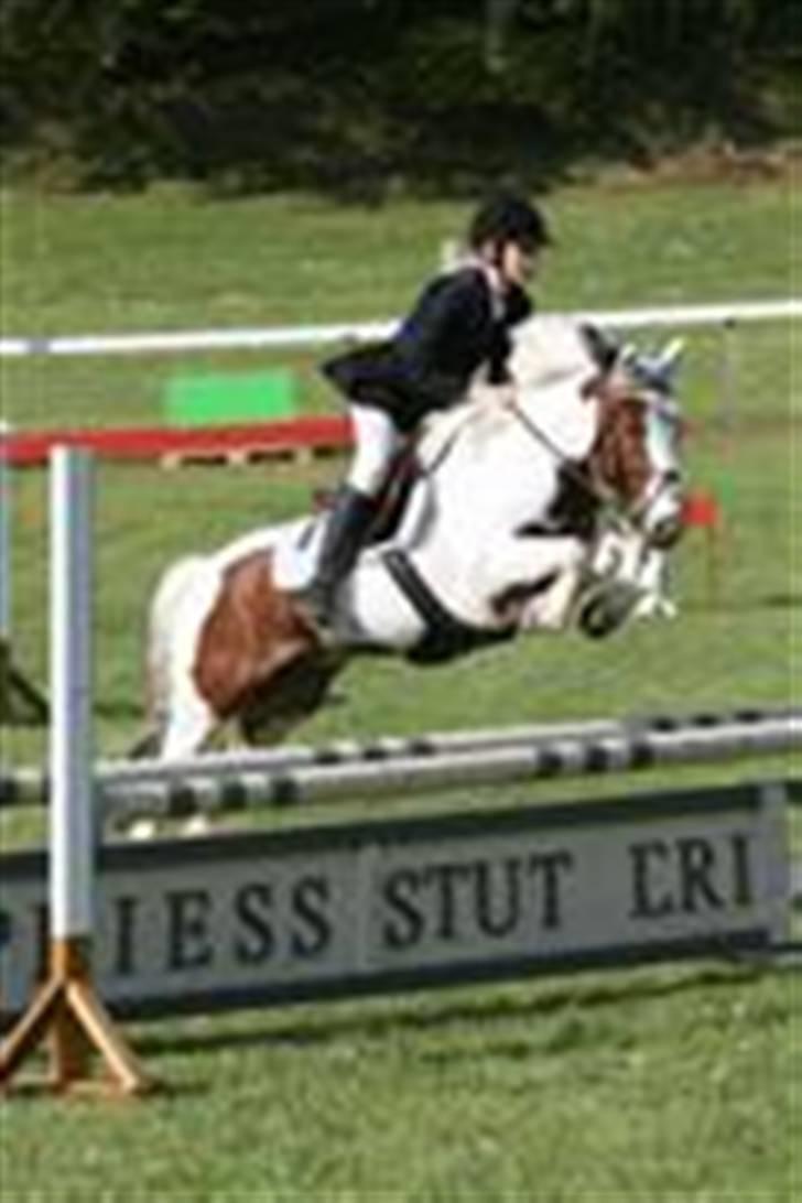 Anden særlig race MR. Blue SOLGT - på Mors 2008 MB billede 1