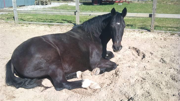 Oldenborg Møllevangs Rex (Rexe) billede 7