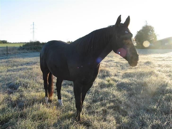 Oldenborg Møllevangs Rex (Rexe) billede 3