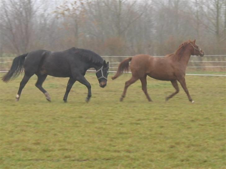 Oldenborg Møllevangs Rex (Rexe) billede 2