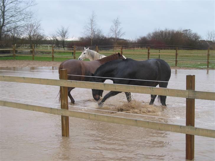 Oldenborg Møllevangs Rex (Rexe) billede 8