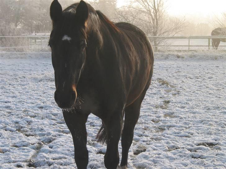 Oldenborg Møllevangs Rex (Rexe) billede 10